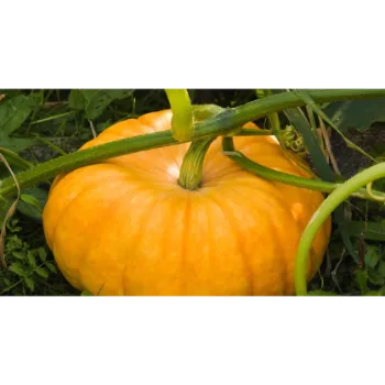 Fresh pumkin (11)-5459282-86343.webp